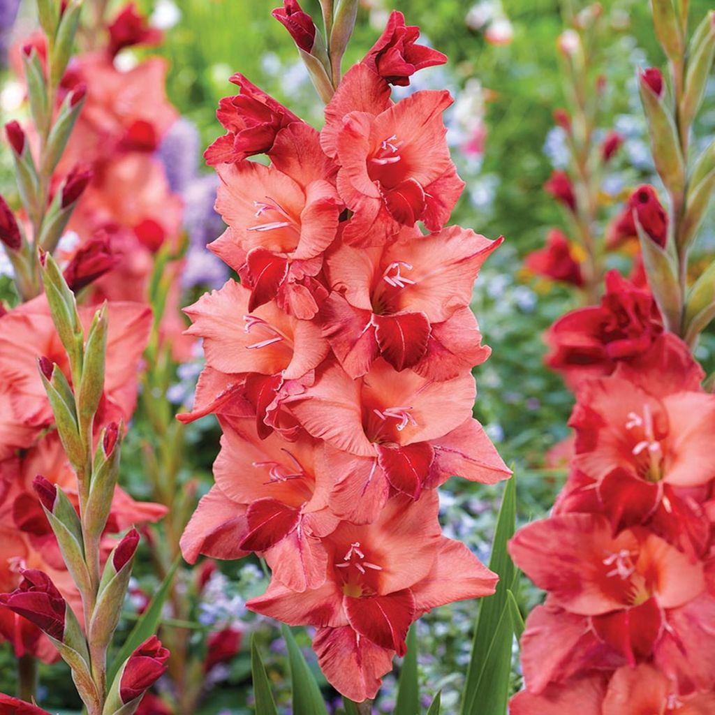 Gladiolus Mieczyk Wielkokwiatowy Soul 5 ks Gladioly cibulky Obrázek produktu 