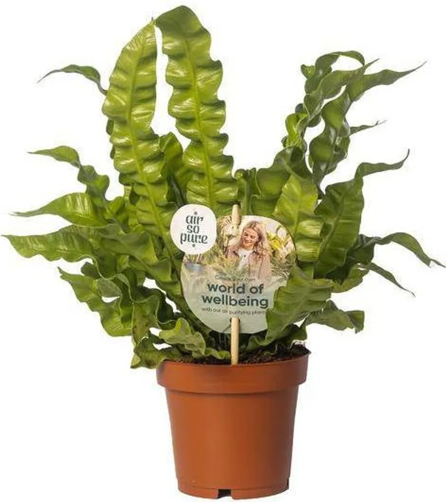 Plante d'intérieur purificatrice : Fougère Crispy Wave Asplenium Ø12cm