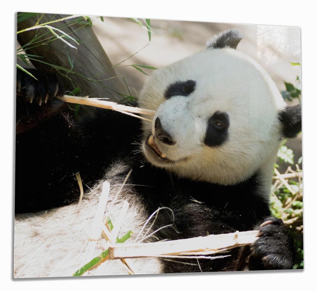 Wallario Herdabdeckplatte aus Glas, Größe 60 x 52 cm 1-teilig, Motiv Panda knabbert an Bambusstücken