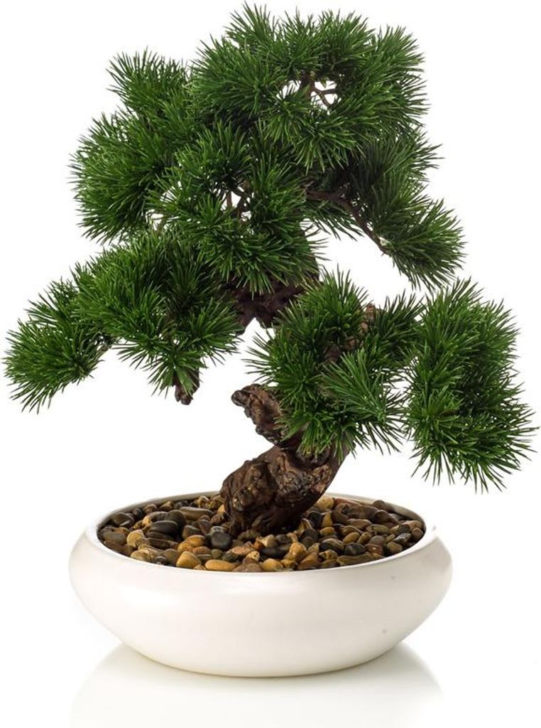 artplants.de Kunst Bonsai Pinie MIRSANDA in Bonsaischale, Produktbild 