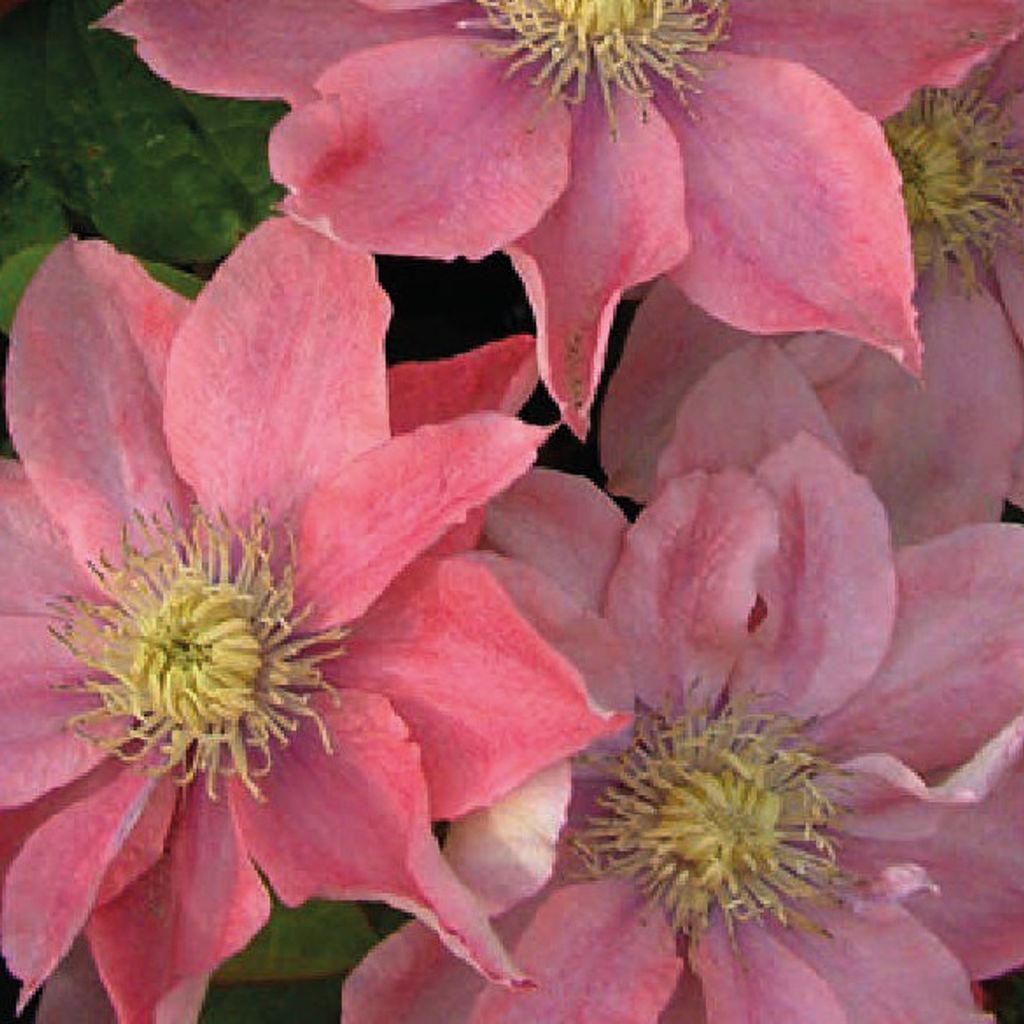 Clematis Little Mermaid, Zartrosa, 2 Meter hoch, 1L Topf, Produktbild 