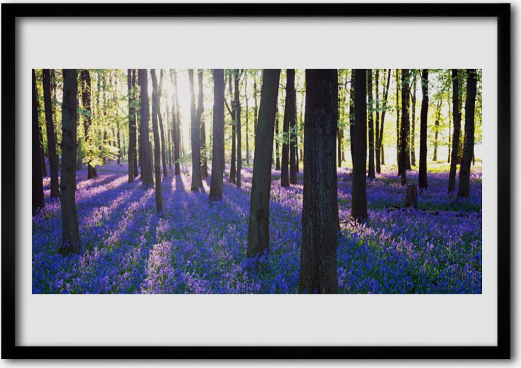 Bild 100x70 MDF-Rahmen Wandkunst Wald Bäume Natur