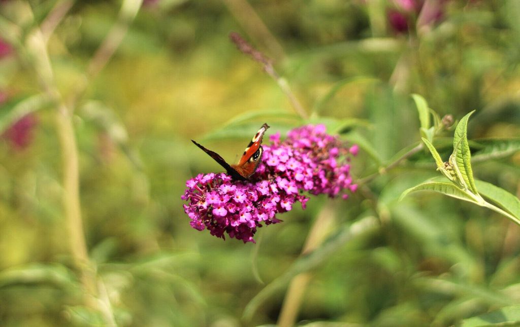 Sommerflieder Schmetterlingsstrauch 'Buddleja Davidii Royal Red' 40 - 60 cm