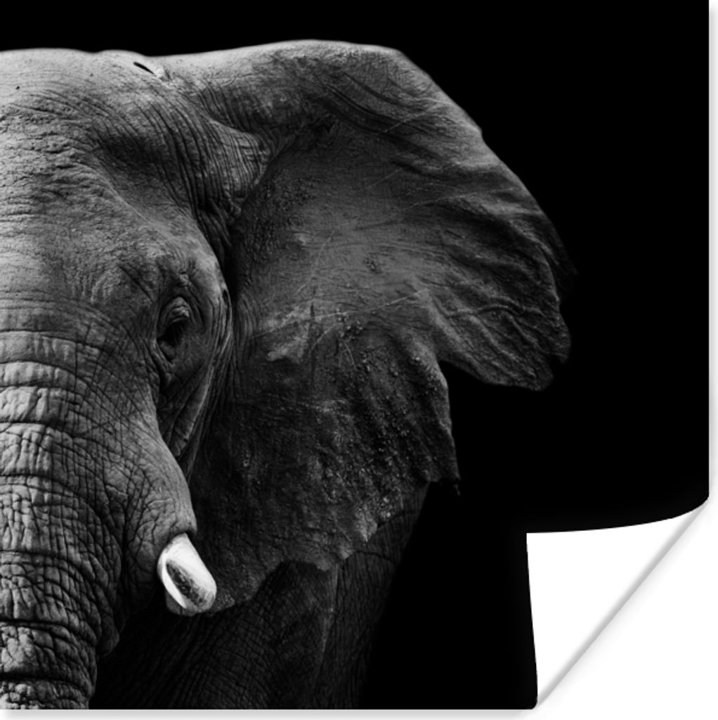 MuchoWow Poster Tiere - Elefant - Wild - Schwarz - Weiß 100x100 cm - Babyzimmer