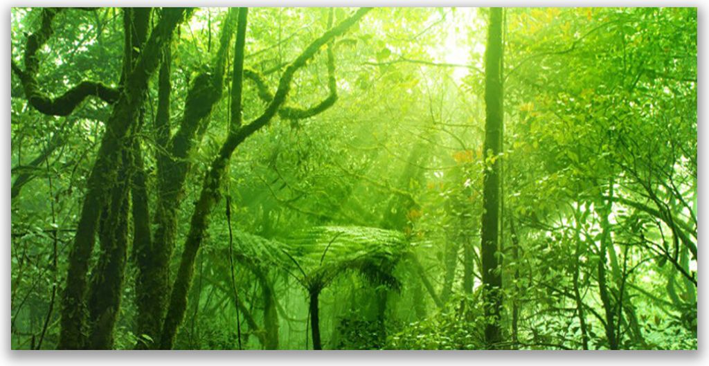 Acrylglasbilder 120x60 Wandbild Druck Bäume Natur