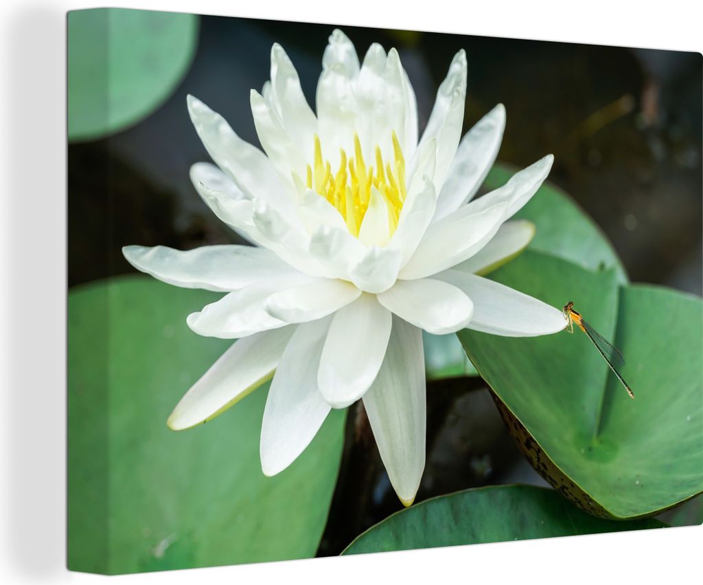 OneMillionCanvasses - Leinwandbilder - 140x90 cm, Libelle auf weißem Lotus, Wandbilder Kunstdruck Wanddekoration