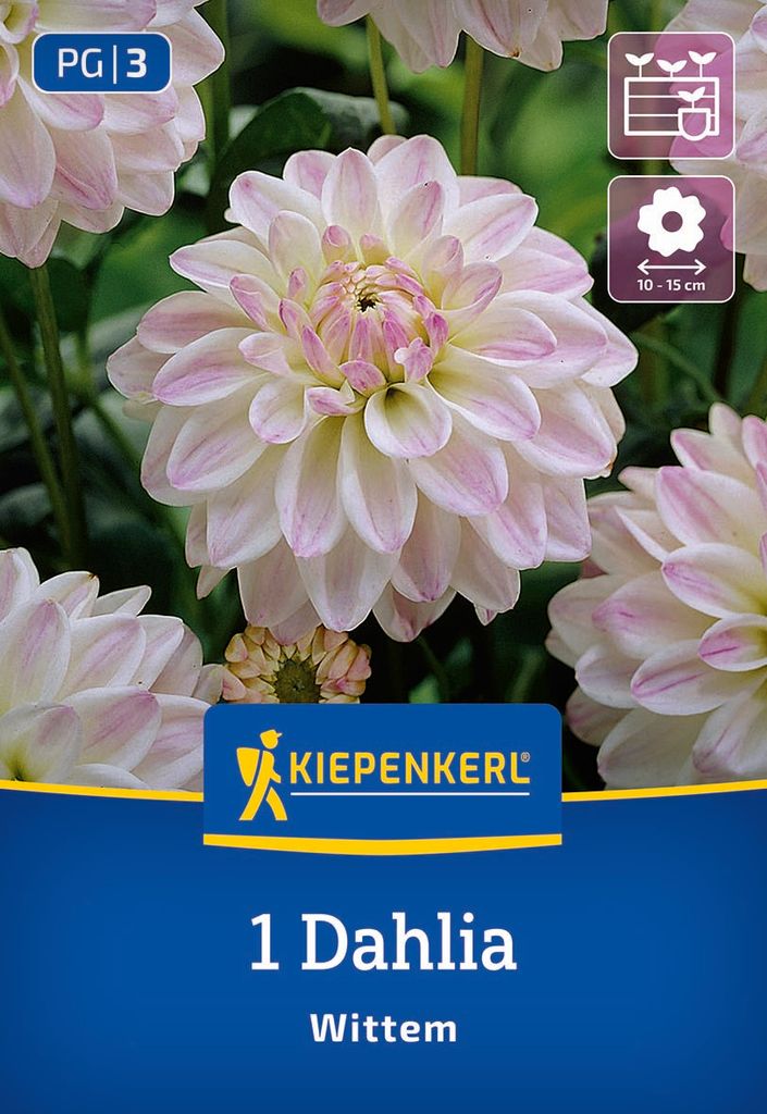 Kiepenkerl Beet und Kübel Dahlie Wittem Dahlia x Hybrida 1 Pflanze