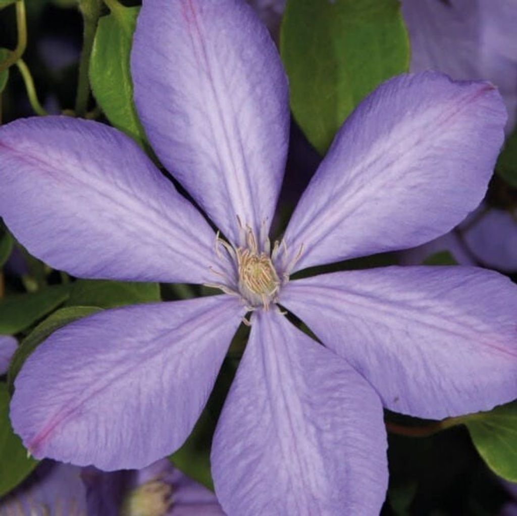 Clematis Mrs Cholmondeley 1L