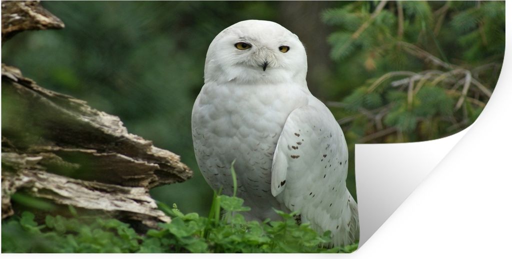 MuchoWow - Aufkleber