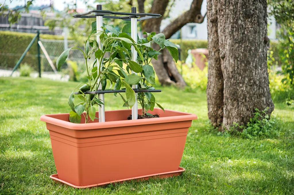 Tuteurs pour Piments CHILI BUDDY - Support de Croissance pour Potager 3pcs - 5