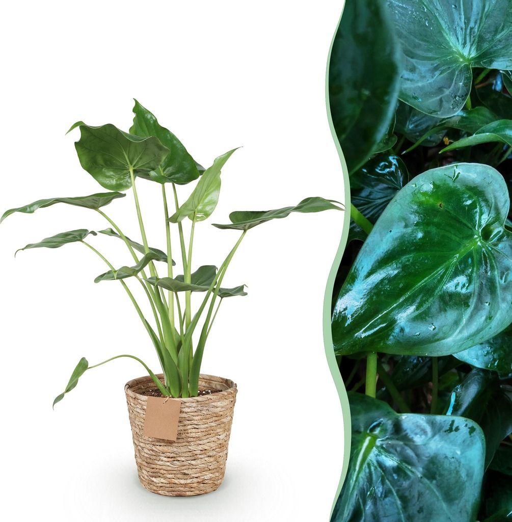 Green boutiQ - Zimmerpflanzen - Alocasia Cucullata - Buddha-Hand - Wenig Pflege - mit Korb - Grün - 1 Pflanze - Topf 21cm - Höhe 65-70cm