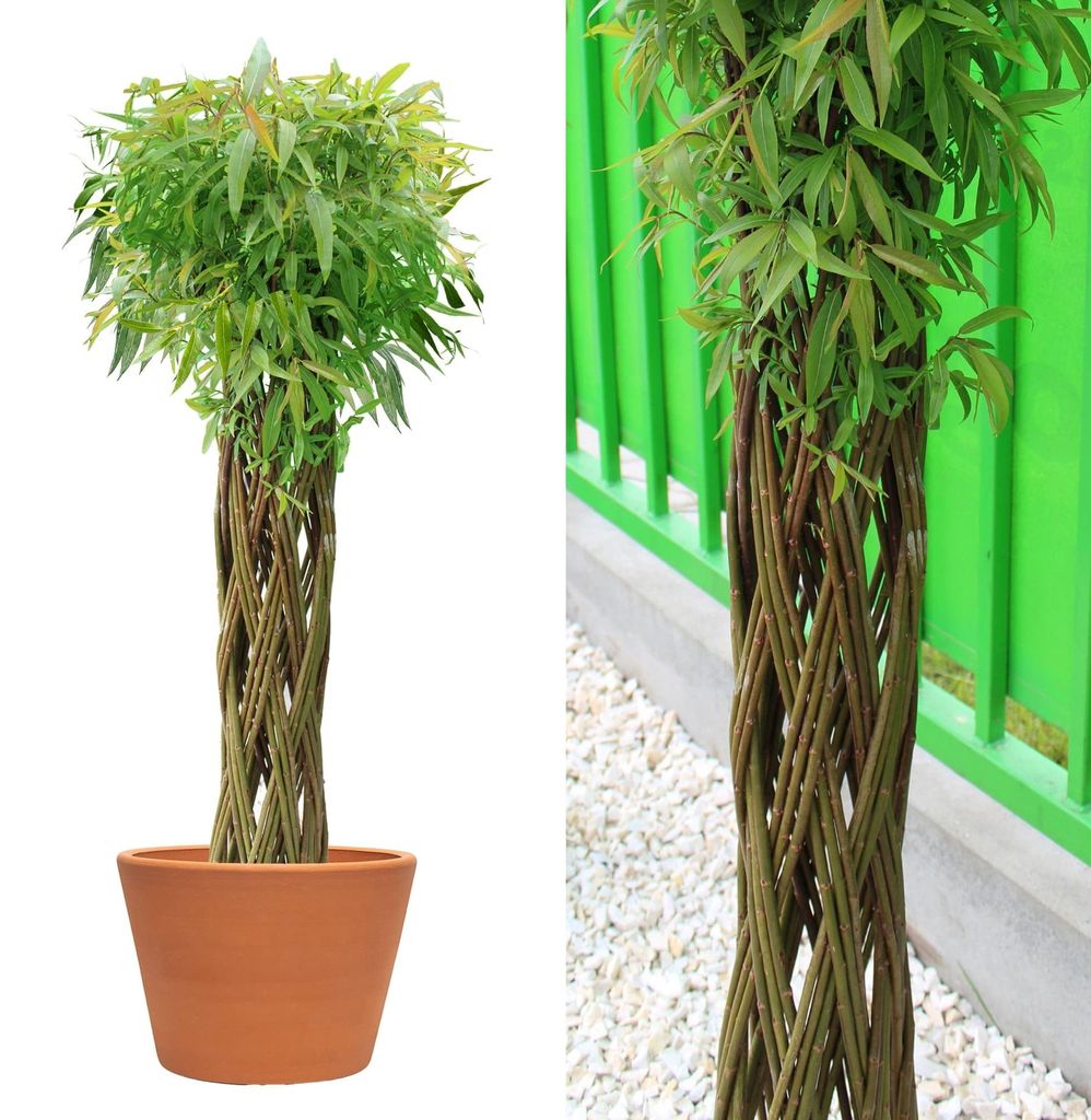 Wicker garden Arbre osier 100 cm - Résistant à l'hiver & Image du produit 