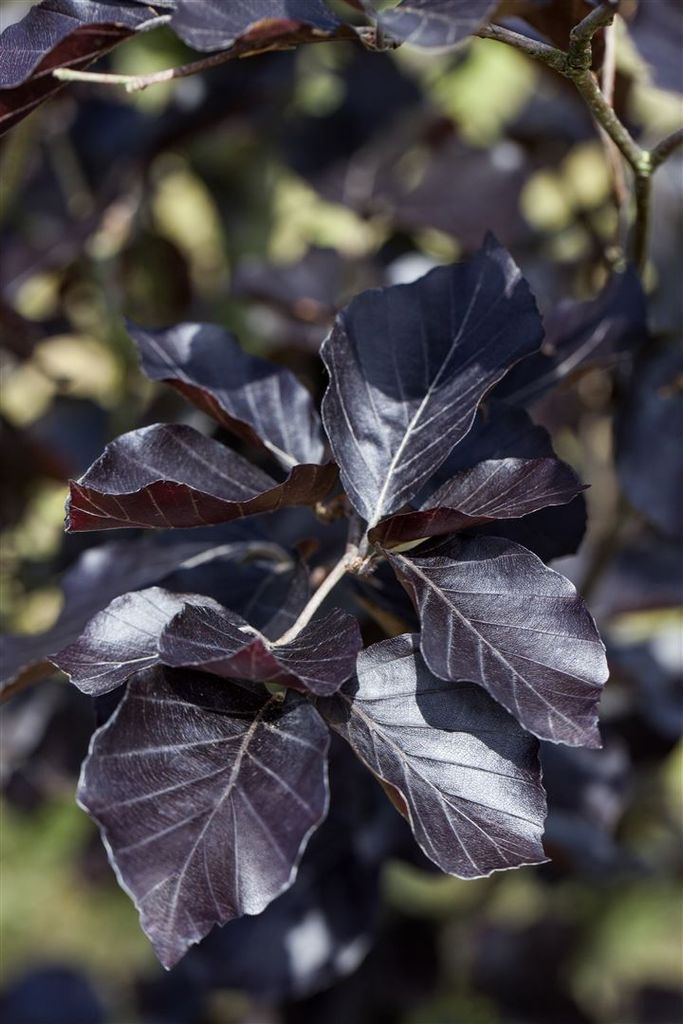 Fagus sylvatica 'Dawyck Purple', Rotbuche, purpurrot, 100–125 cm