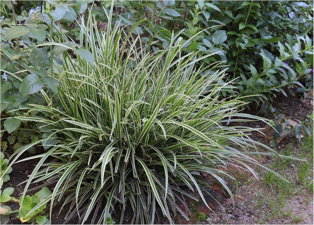 Stauden Gänge 1 x Carex morrowii 'Ice Dance' im 1 Liter Topf - Bunte Japan Segge - Zeitlose Schönheit für stilvolle Beete