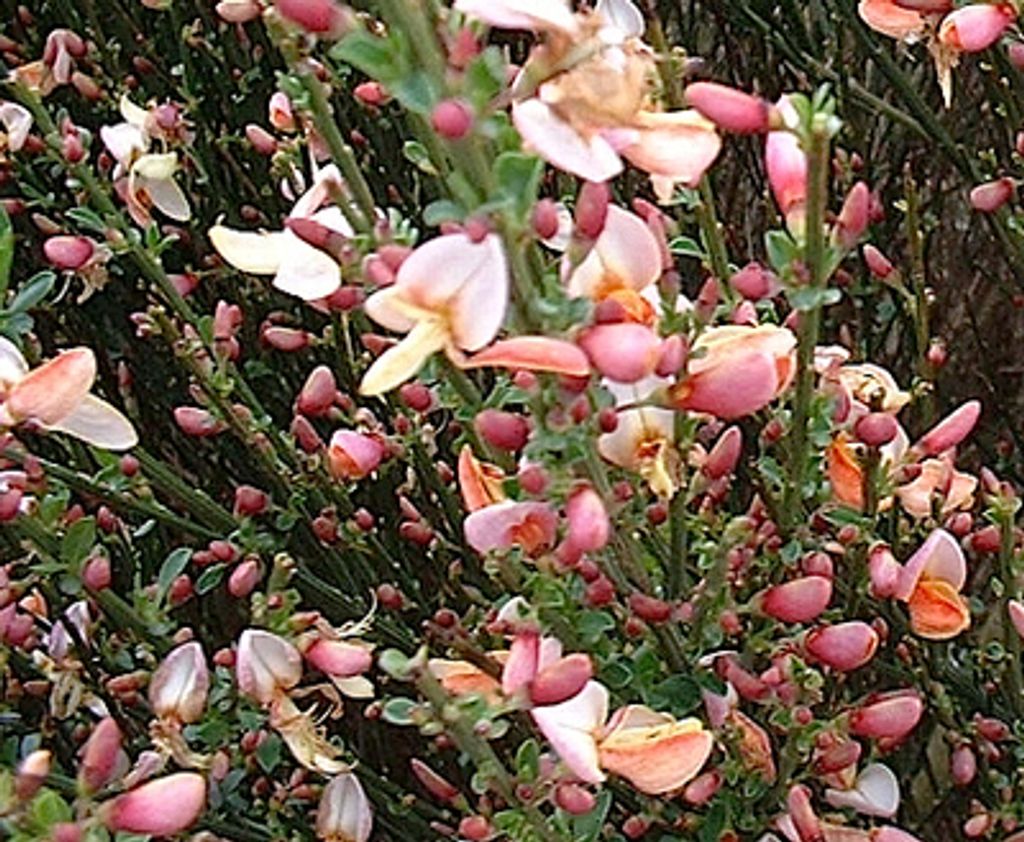 Cytisus 'Zeelandia' - Ginster Zeelandia 60- 80 cm Container