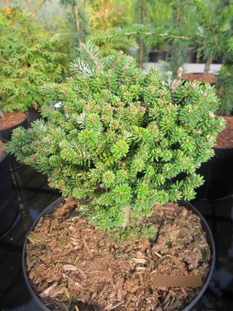 Abies koreana Green Ball - Koreatanne Green Ball - 10-15cm