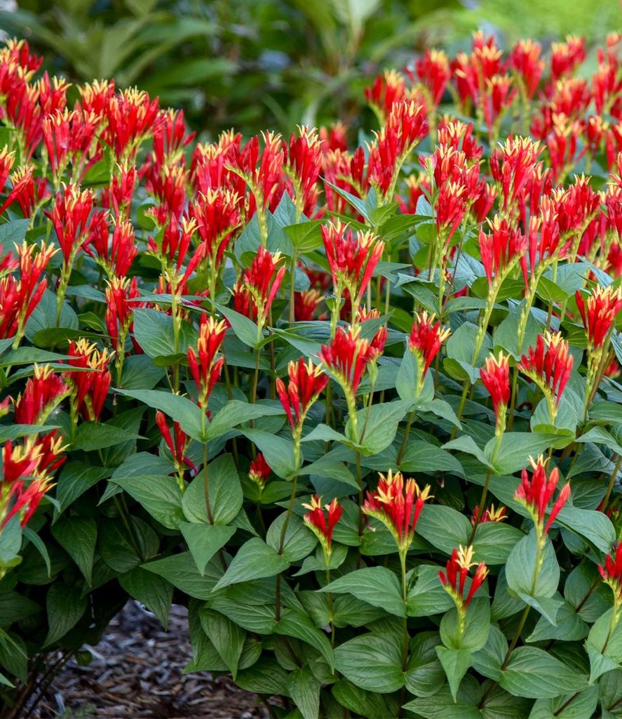 BALDUR Garten 1x Spigelia 'Little Redhead ', Pflanze im 9x9 cm-Topf, dauerblühender Blickfang, enorme Leuchtkraft der Blüten, pflegeleicht & win...