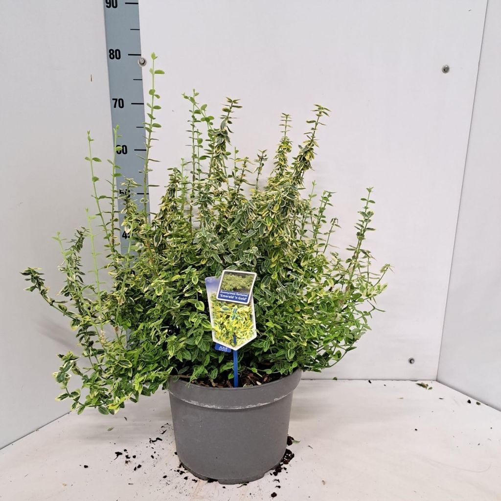 Euonymus fort. 'Emerald 'n Gold' - Spindelstrauch | 40-50 cm im Topf