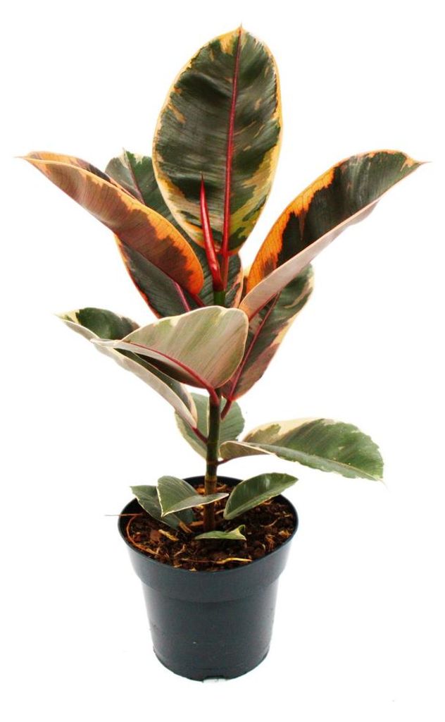 Rotbunter Gummibaum - Ficus elastica "Belize" - 17cm Topf Produktbild 
