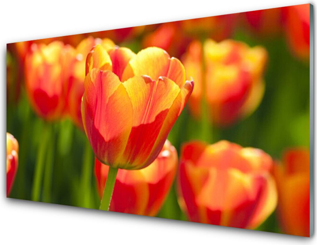 Küchenrückwand aus Glas 100x50cm Spritzschutz Tulpen Pflanzen