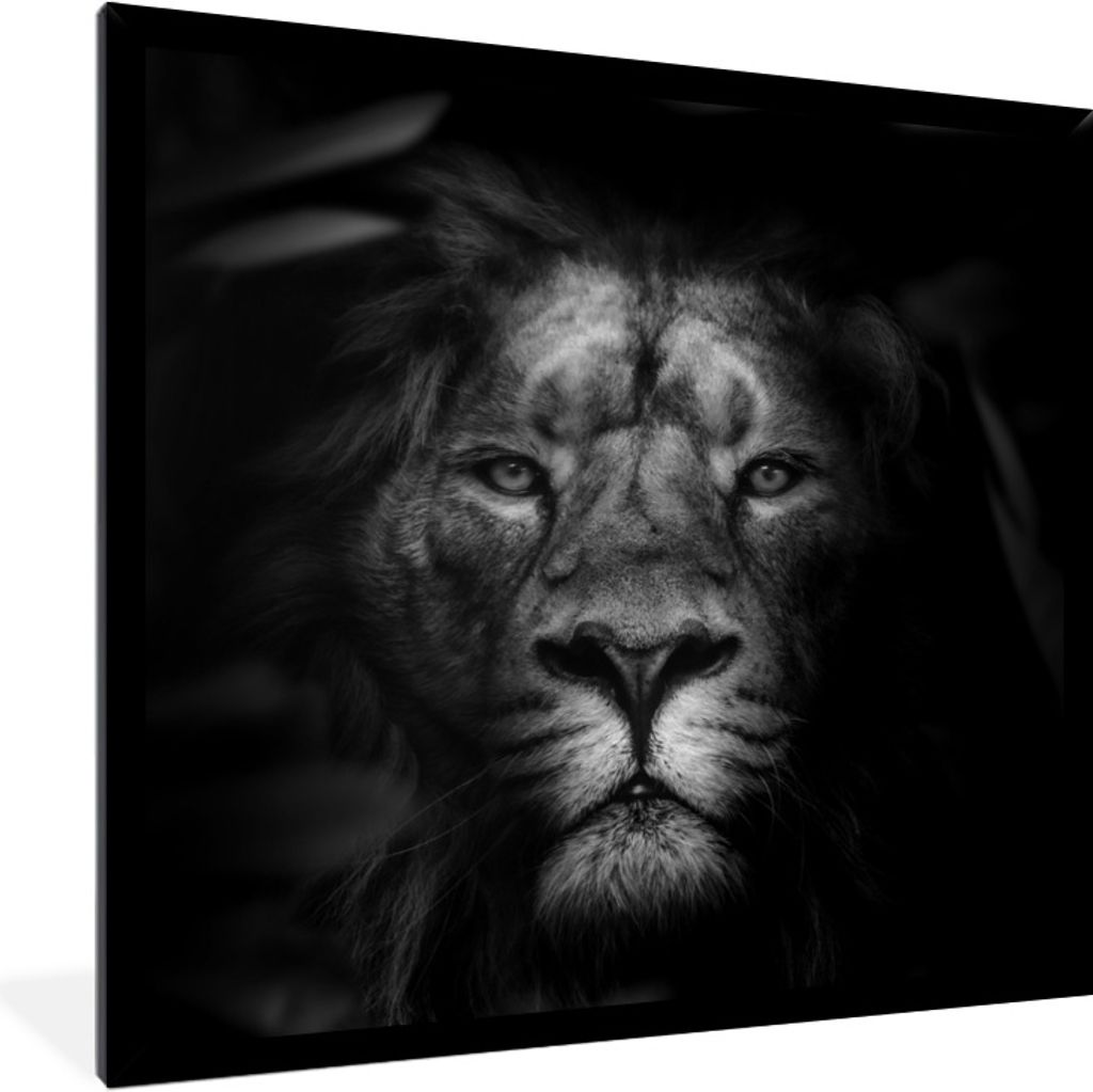 MuchoWow Gerahmtes Poster Tiere - Löwe - Wilde Tiere - Schwarz - Weiß 40x40 cm - Poster mit Schwarzem Bilderrahmen Wandposter Rahmen Foto Bilde...