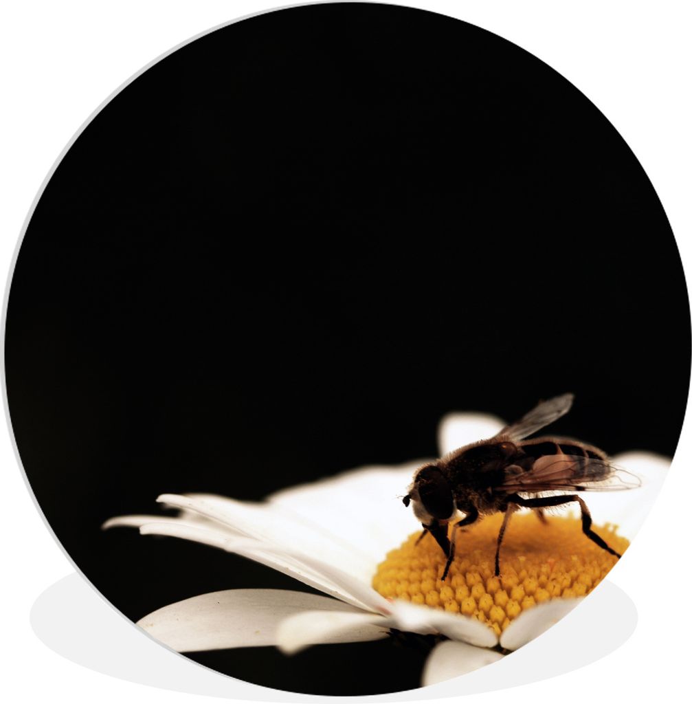 MuchoWow Rundes Wandbild - Runde Bilder Honigbienen trinken Ø 90 cm Kreis Wanddekoration Kunststoff - Wandkreis - Wandschmuck - Wand-Kreis - Woh...