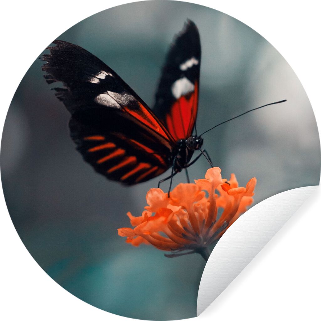 MuchoWow Runde Wandtattoo - Wandsticker Tapete Aufkleber Schmetterling - Blume - Insekt Ø 50 cm Selbstklebend und Repositionierbar - Wandaufkleb...