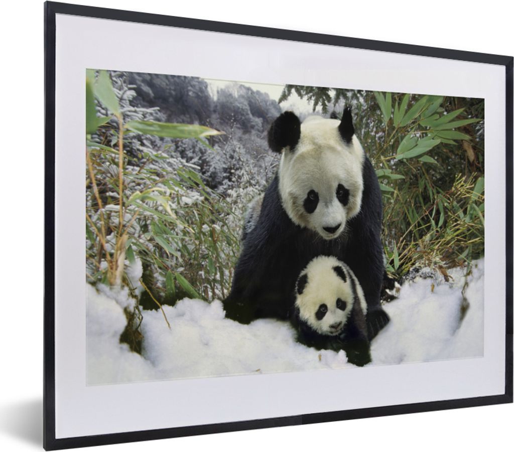 MuchoWow MuchoWow Gerahmtes Poster Panda - Jungtier - Schnee 40x30 cm - Poster mit zchwarzem Bilderrahmen - Bilderrahmen - Poster im Rahmen