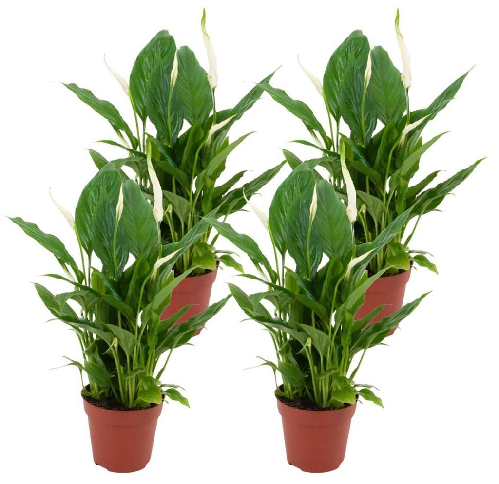 Zynesflora 4 Stück Spathiphyllum Vivaldi Einblatt im 12 cm Pflanzentopf - Höhe: 35-40 cm - Friedenslilie Luftreinigende Zimmerpflanze Pflegeleicht