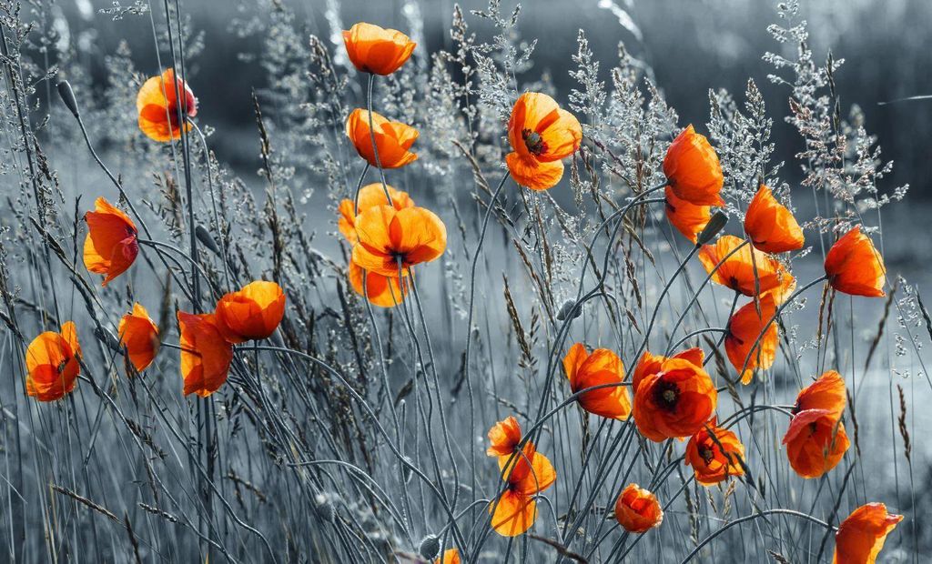 Orange poppies in a field of dry grass.