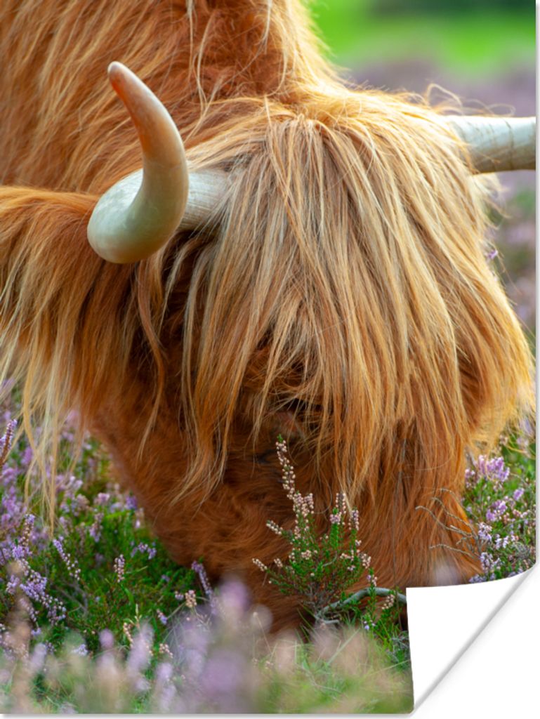 MuchoWow Poster Schottischer Hochländer - Hörner - Heidekraut 90x120 cm - Wohnzimmer