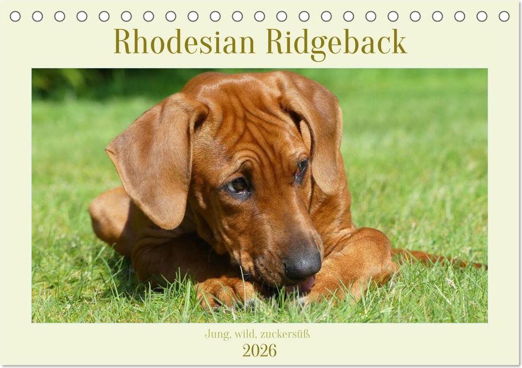 Rhodesian Ridgeback - Jung, wild, zuckersüß (Tischkalender 2026 DIN A5 quer), CALVENDO Monatskalender