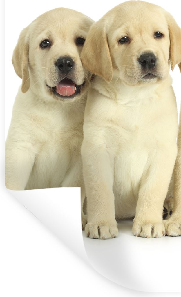 MuchoWow Wandtattoo Wandsticker Wandaufkleber Bezaubernde Labrador Retriever Welpen 40x80 cm Selbstklebend und Repositionierbar - Repositionierba...