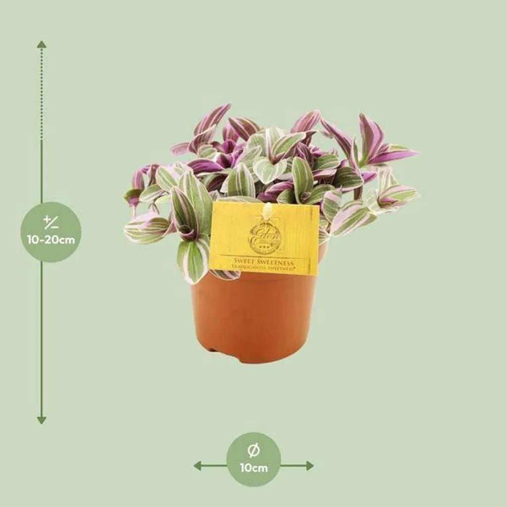 Tradescantia Sweetness Compacte : Plante Rose Robuste Facile Ø 10cm - 3