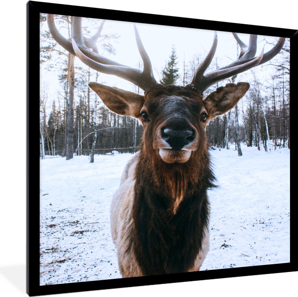 MuchoWow MuchoWow Gerahmtes Poster Rotwild - Schnee - Geweih 40x40 cm - Poster mit zchwarzem Bilderrahmen - Mit Rahmen - Wanddekoration Schlafz...