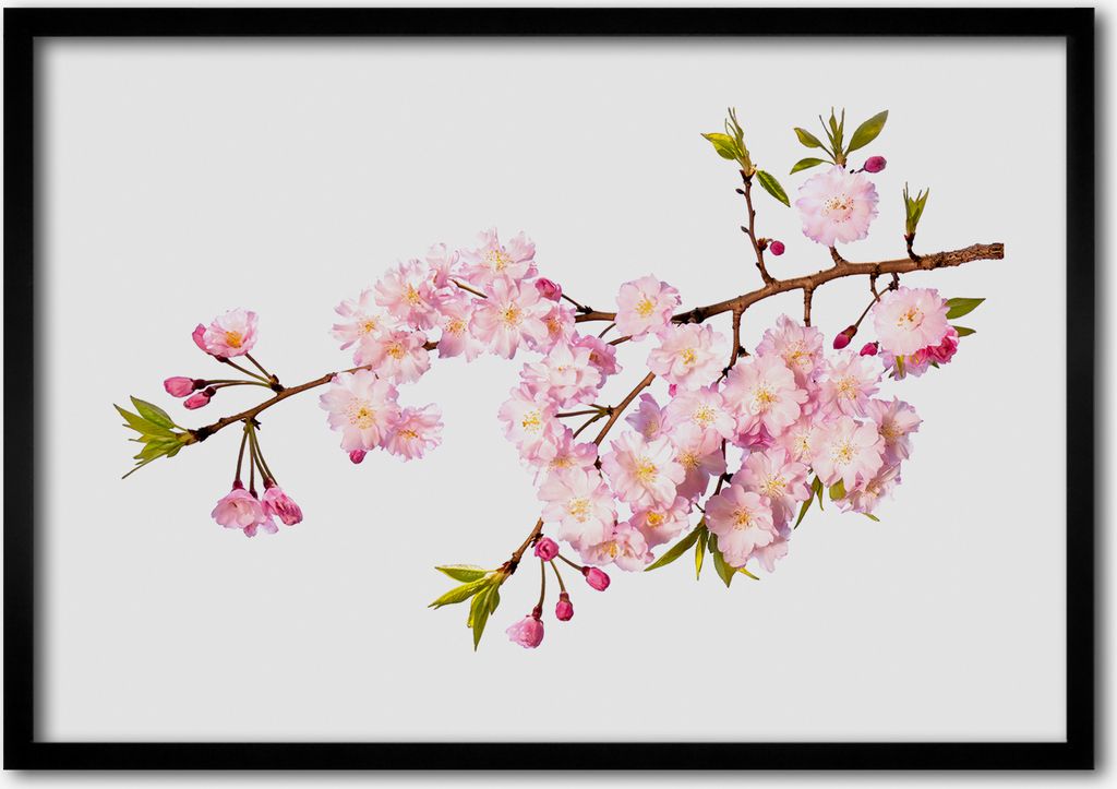 Bild - Bilder - Bilderrahmen - 70 cm x 50 cm - MDF-Rahmen, Wandkunst Wilde Rose