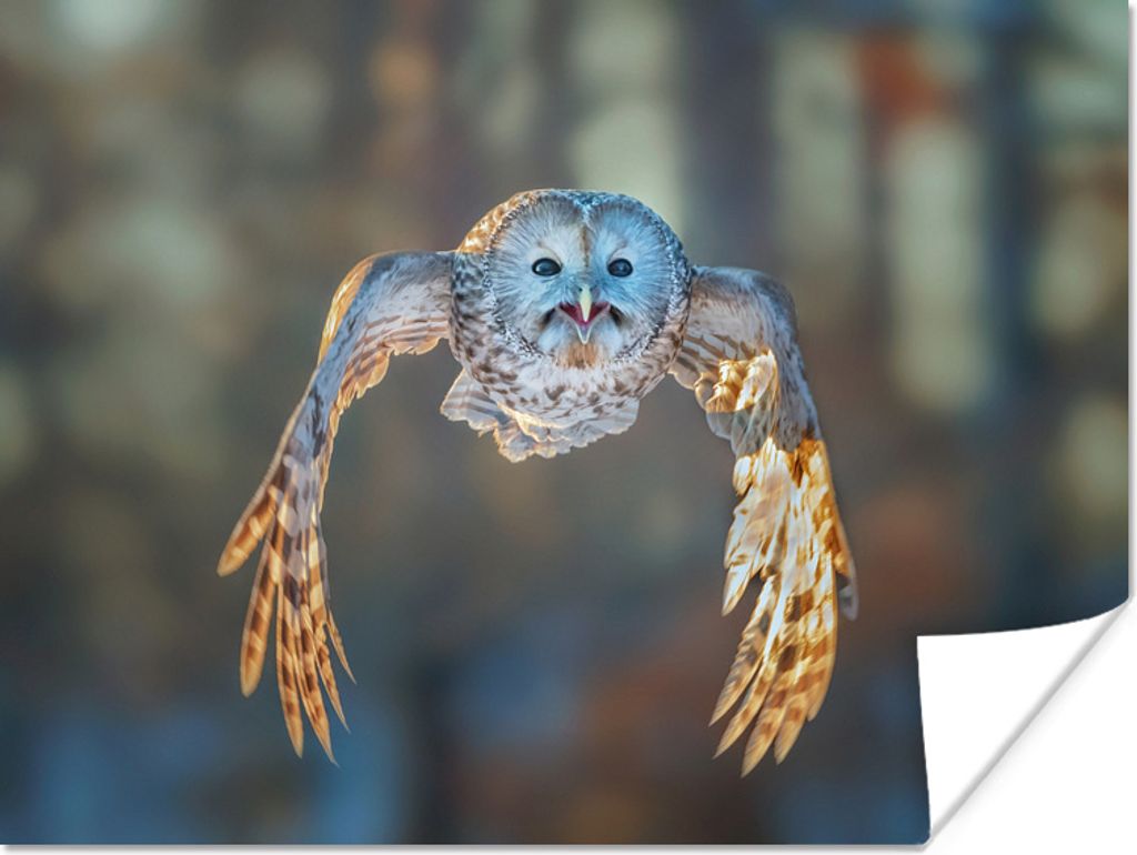 MuchoWow Poster Fliegende Eule auf verblasstem Hintergrund 80x60 cm - Kunst für zu Hause