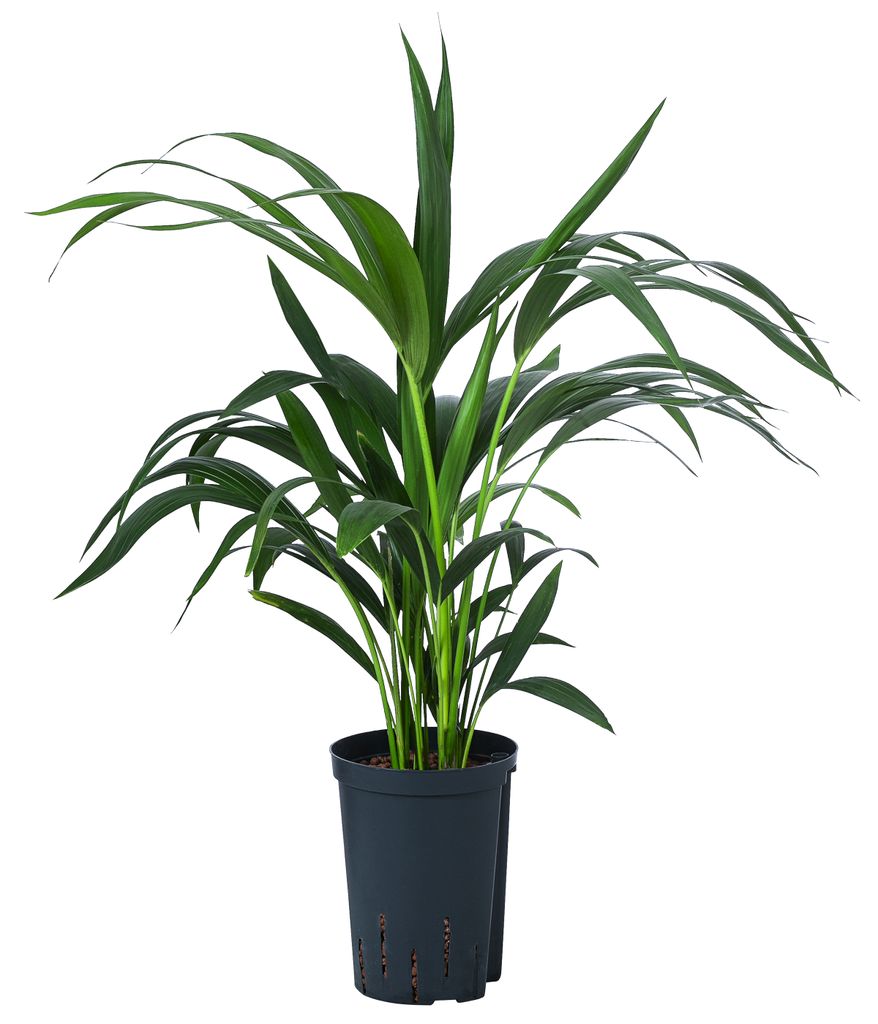 Dehner Kentia-Palme, Howea forsteriana, Zimmerpalme in Hydrokultur, mit Fiederwedeln, ca. 60 cm, Ø Topf 15 cm