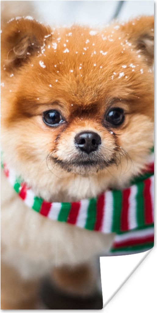 MuchoWow Poster Hund - Halstuch - Schnee 20x40 cm - Plakat - Foto