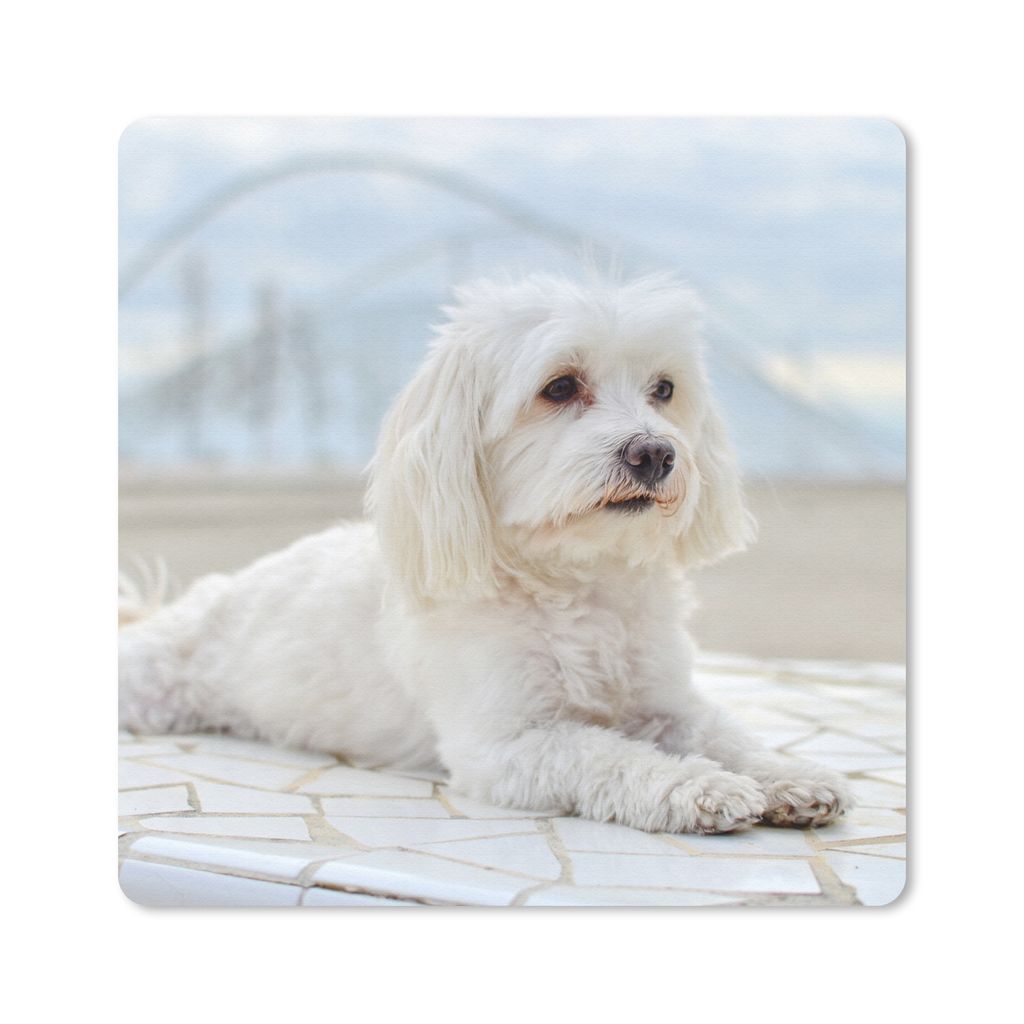 MuchoWow Mauspad Mousepad Ruhiger Malteser entspannt sich 20x20 cm - Mousepads - Maus Mat - Pad - Mausunterlage - Desk Mat - Bureauartikeln