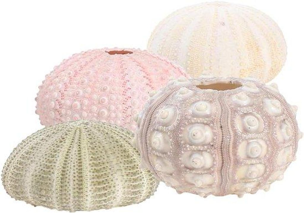 Kreative Ornamente - 4 bunte Seeigel-Schalen Tillandsia Pflanzen Topf - Dekoration Seeigel für den Zoll - Tillandsia Luftpflanzen - Zuhause Shop B...