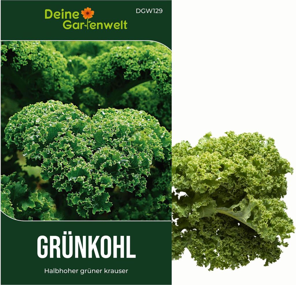 Grünkohl Halbhoher grüner krauser Samen - Brassica oleracea Produktbild 