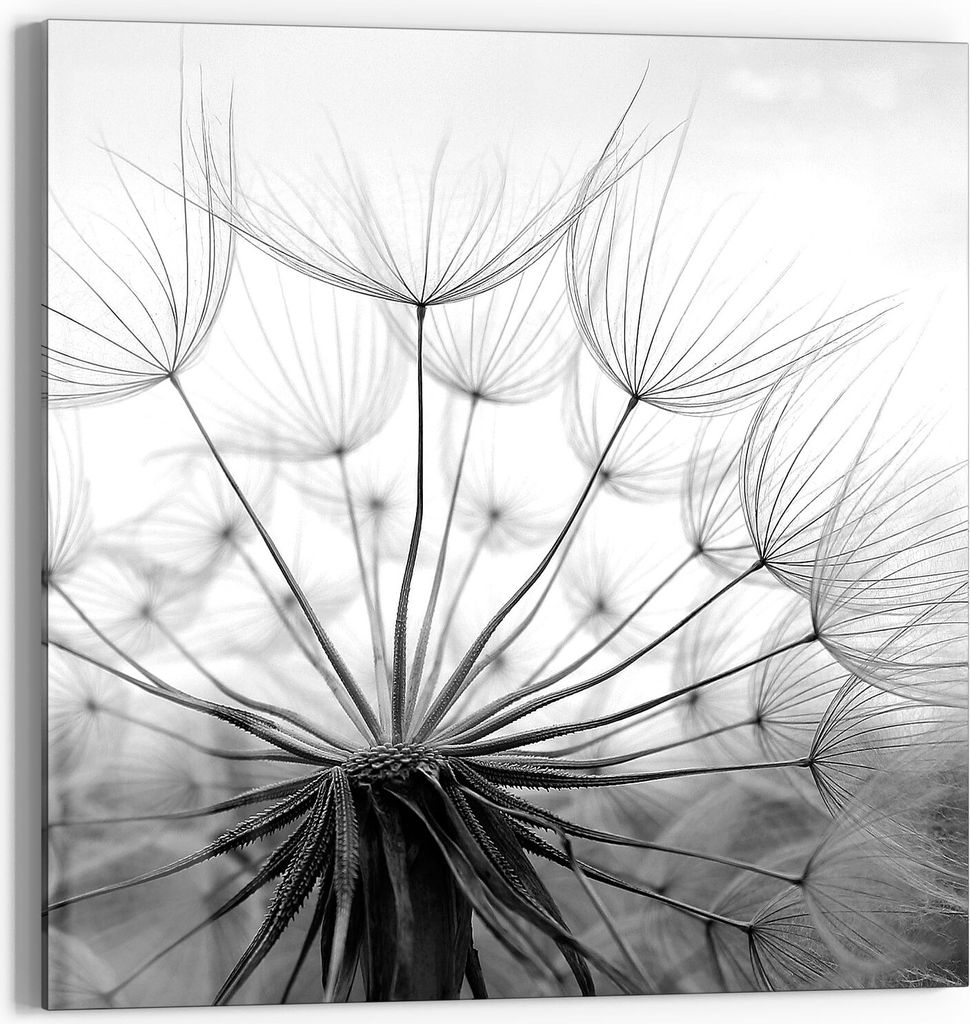 DEQORI Magnettafel Glas 30x30 cm 'Pusteblume Nahaufnahme' beschreibbar Whiteboard