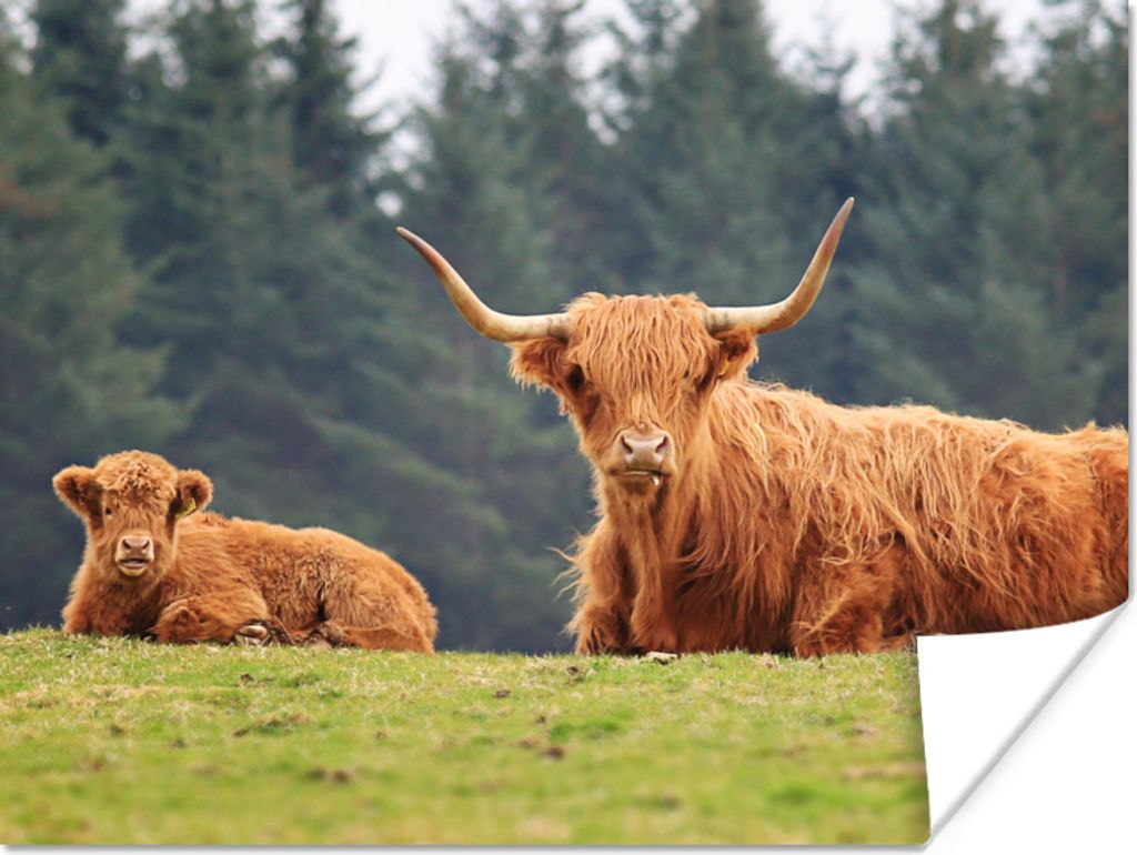 MuchoWow Poster Schottische Highlander - Gras - Wald 160x120 cm - Foto Plakat