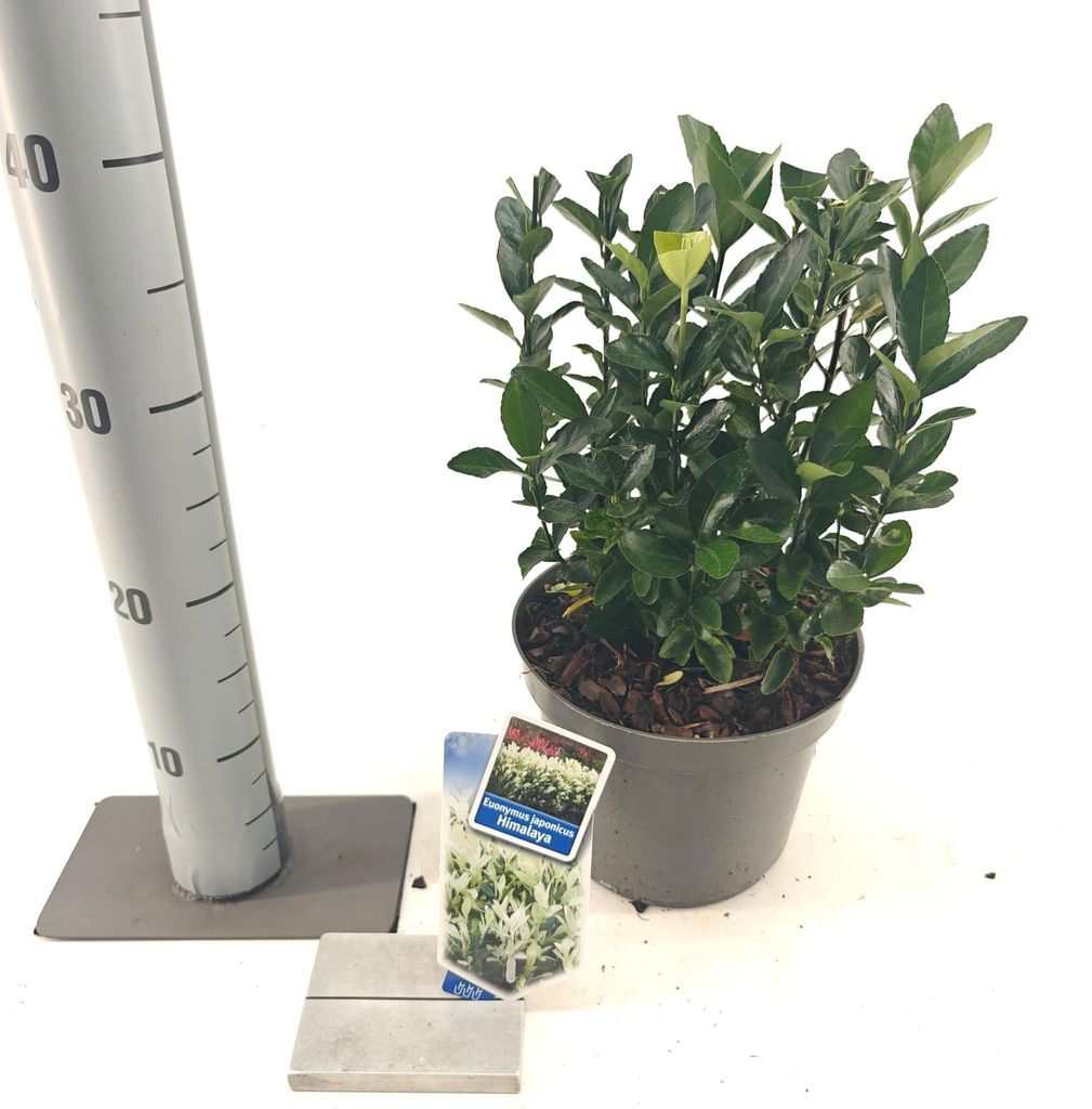 Euonymus jap. Himalaya ('Lankveld06'PBR) - Spindelstrauch | 25-30 cm im Topf
