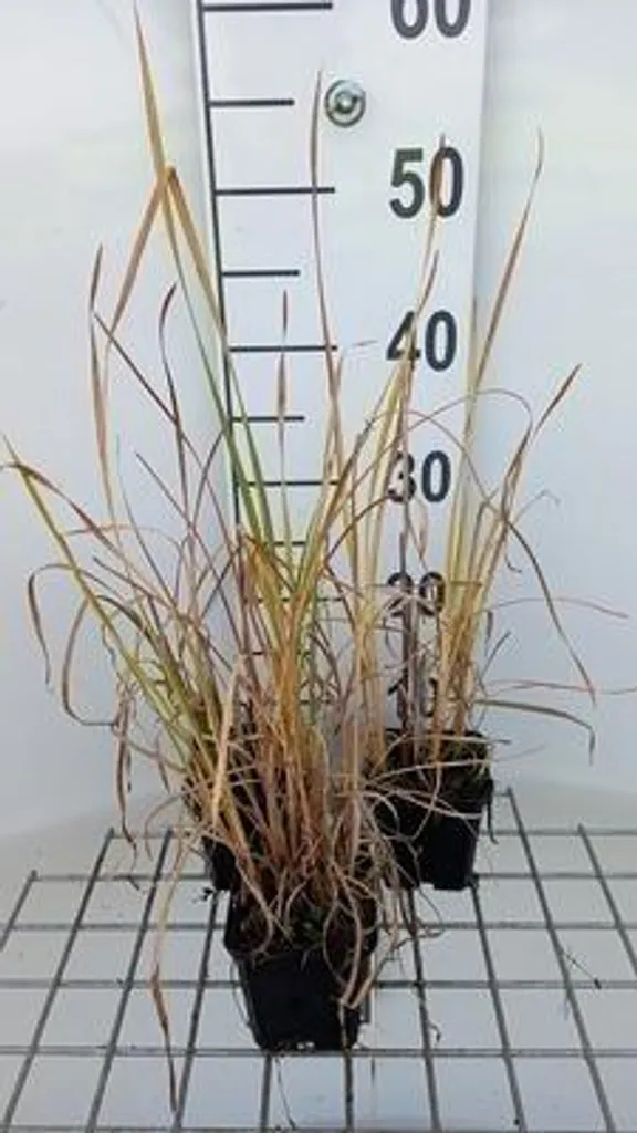 Stopper l'érosion des berges : 6 Typha angustifolia en godets