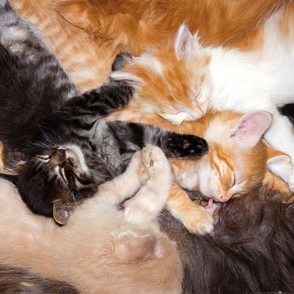 Katzen Kunstdruck Bild - Intensives Gruppen-Kuscheln (70 x 70 cm)