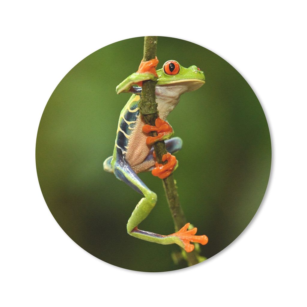 MuchoWow Mauspad Mousepad Rotaugenlaubfrosch im Dschungel 30x30 cm - Mousepads - Maus Mat - Pad - Mausunterlage - Tischunterlage - Schreibtischma...