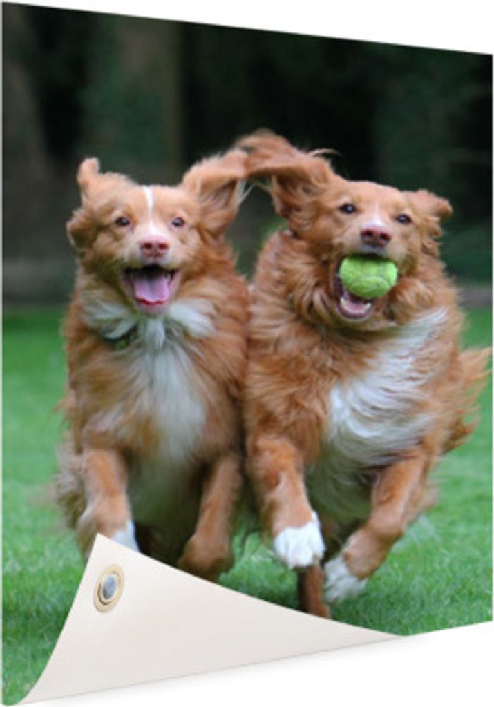 Gartenposter - 80x120 cm - Zwei Hunde spielen mit dem Ball - Modernes Wandbilder - HausTierposter
