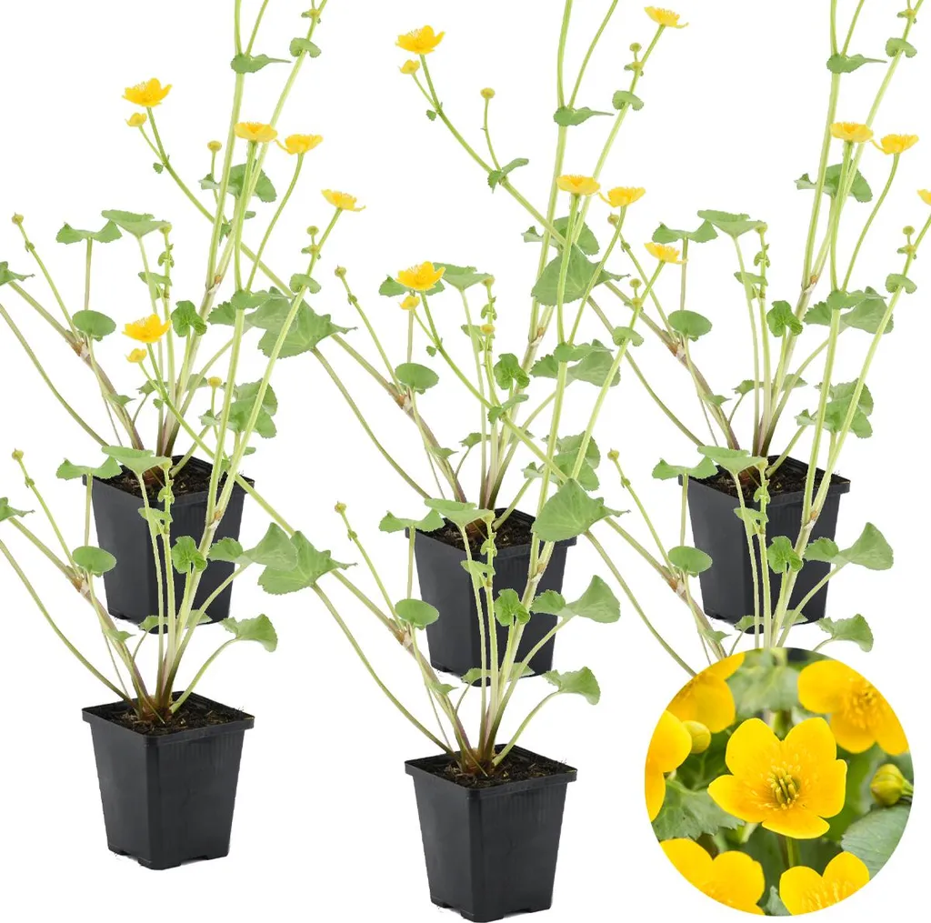 Bloomique Lot de 6 Caltha Palustris Populage des Marais Rustique Pot 9cm